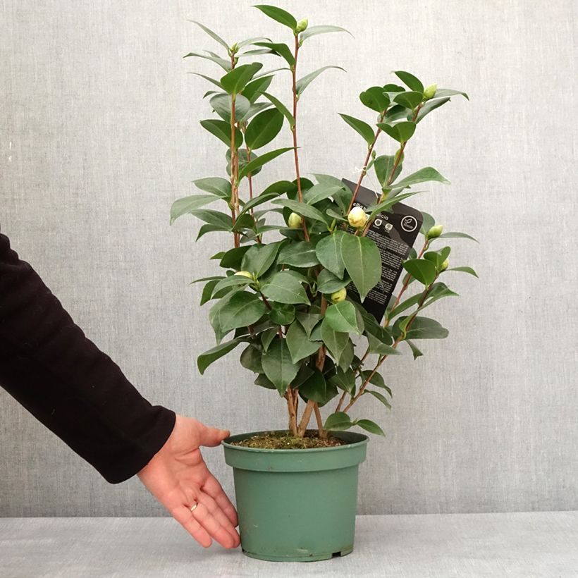 Camellia japonica Nuccio's Gem Vaso da 2L/3L esemplare consegnato in inverno