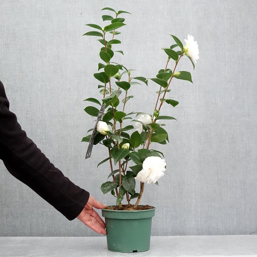 Camellia japonica Nuccio's Gem Vaso da 2L/3LAltezza consegnata circa 40/60cm esemplare consegnato in primavera