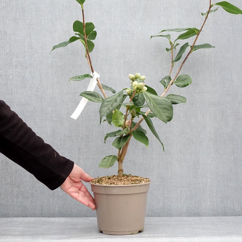Camellia reticulata Den Burton Vaso da 4L/5L esemplare consegnato in inverno