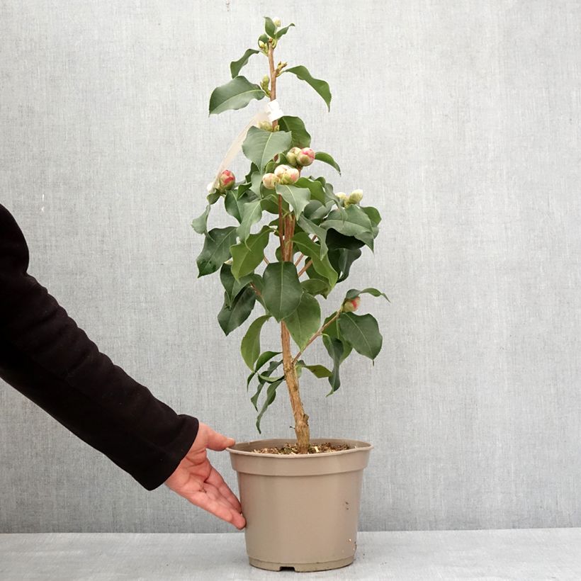 Camellia reticulata Larry Piet Vaso da 4L/5L esemplare consegnato in inverno