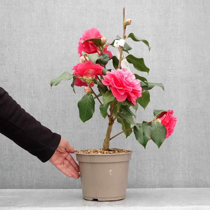 Camellia reticulata Larry Piet Vaso da 4L/5LAltezza consegnata circa 30/40cm esemplare consegnato in primavera