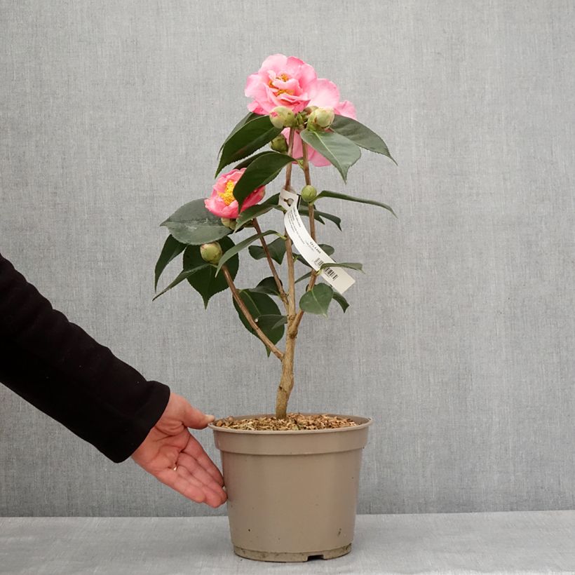 Camellia reticulata Lasca Beauty Vaso da 4L/5L esemplare consegnato in inverno