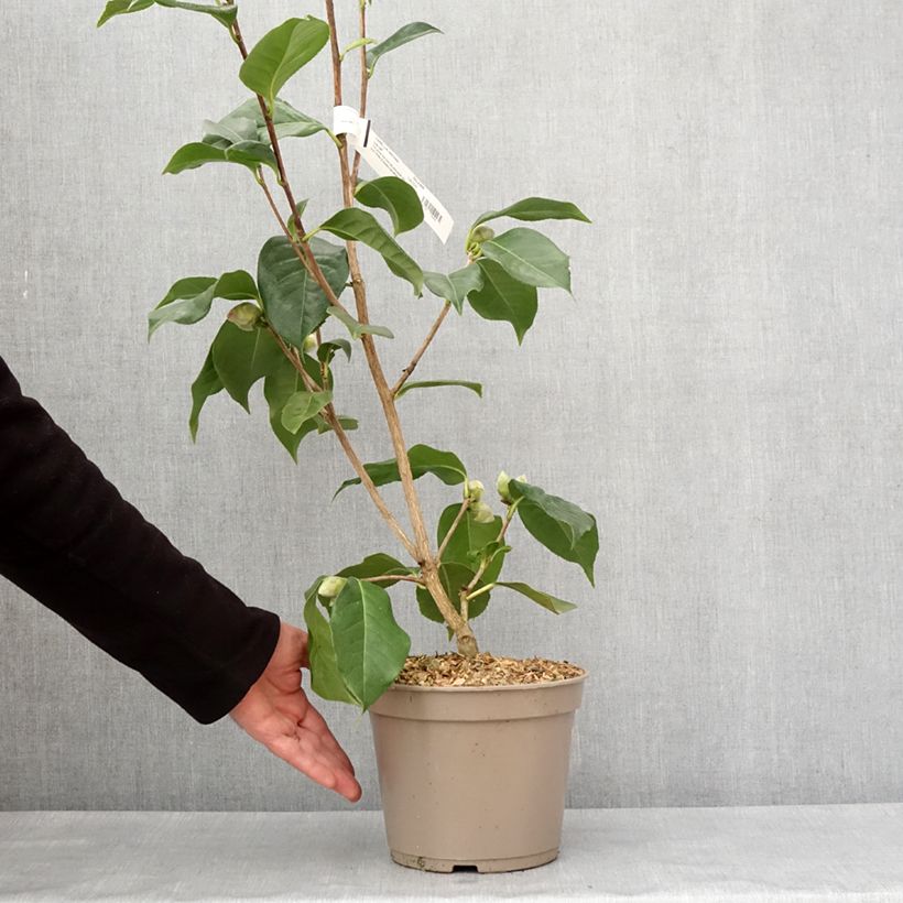 Camellia reticulata Lila Naff Vaso da 4L/5L esemplare consegnato in inverno