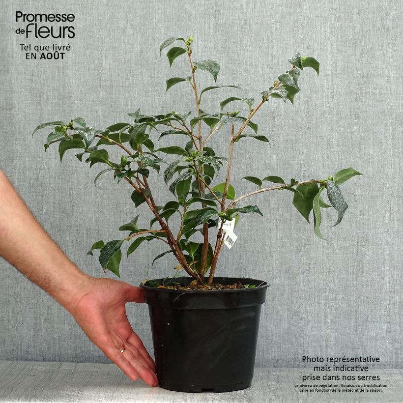 Esemplare di Camellia japonica Robert Lasson Vaso da 4L/5L consegnato in estate