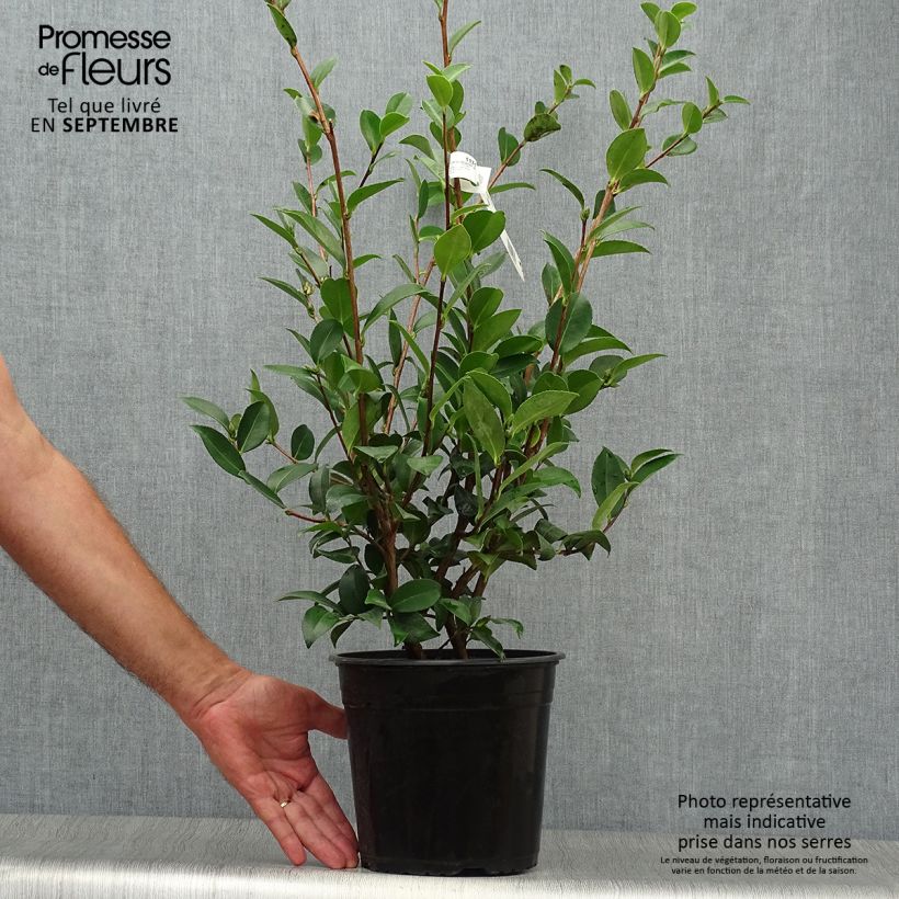 Esemplare di Camellia sasanqua Kanjiro Vaso da 3L/4L come consegnato in autunno