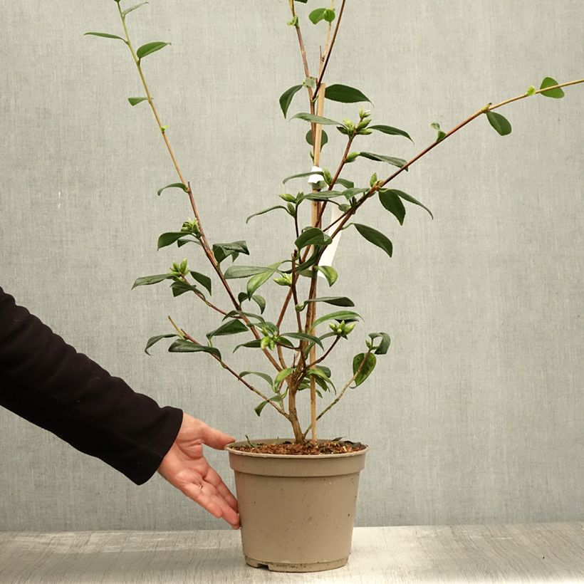 Esemplare di Camellia williamsii Tulip Time Vaso da 4L/5L come consegnato in autunno