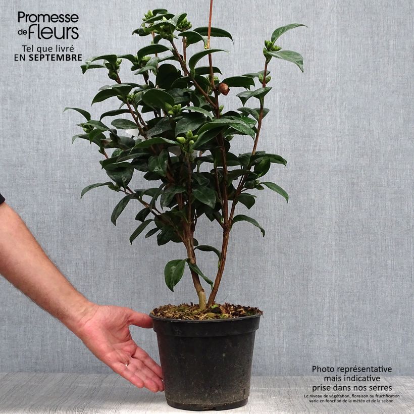 Esemplare di Camellia japonica Valtevareda Vaso da 4L/5L come consegnato in autunno