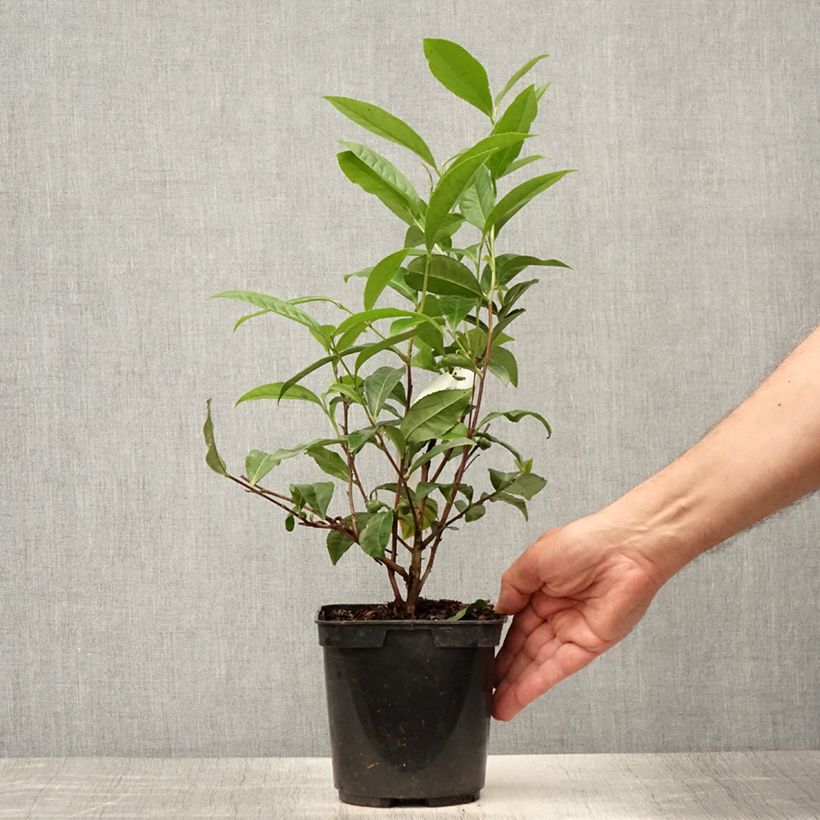 Esemplare di Camellia sinensis Théojardin - Pianta del tè Vaso da 2L/3L consegnato in estate