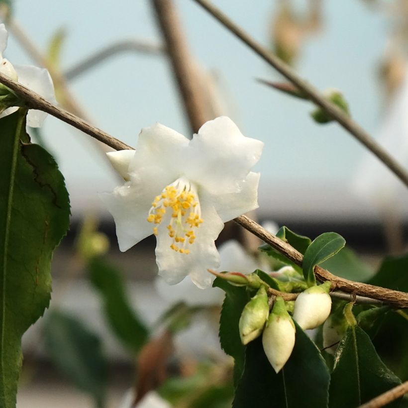 Camellia tsaii - Camelia tsaii (Fioritura)