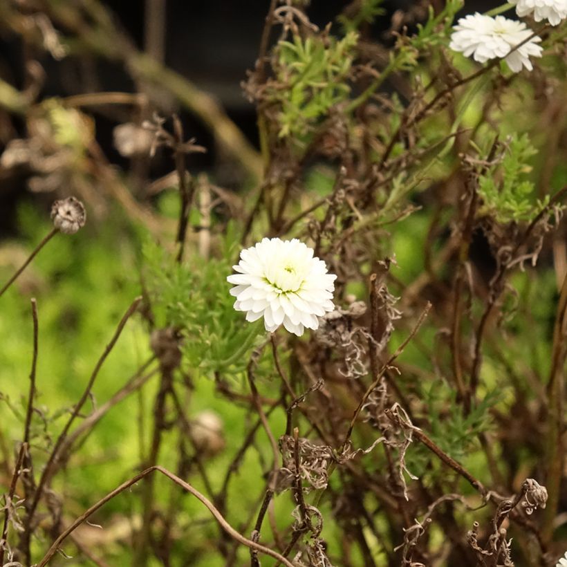 Chamaemelum nobile Ligulosum - Camomilla romana (Fogliame)