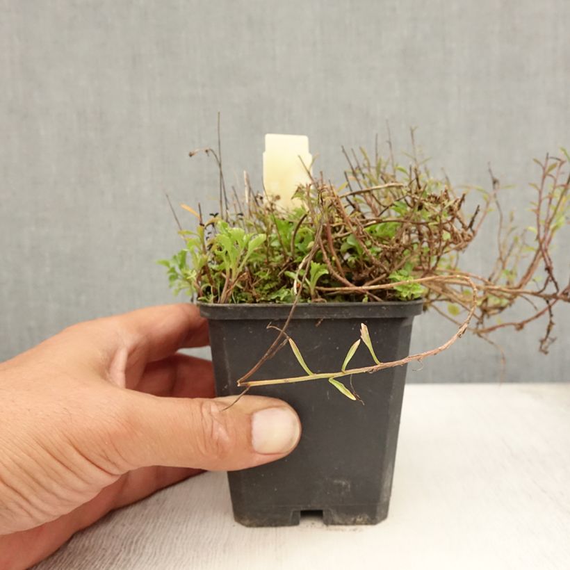 Esemplare di Campanula cochleariifolia - Campanula dei ghiaioni Vasetto da 8/9 cm consegnato in estate