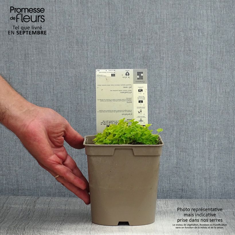 Esemplare di Campanula garganica Dickson's Gold - Campanula del Gargano Vaso da 2L/3L consegnato in estate