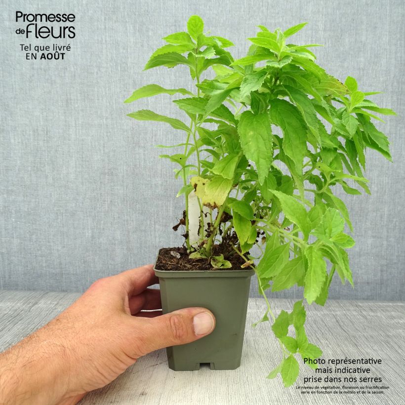 Esemplare di Campanula lactiflora White Pouffe Vasetto da 8/9 cm consegnato in estate