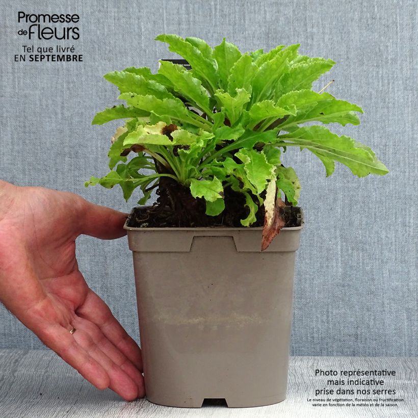 Esemplare di Campanula medium Blue - Campanula toscana Vaso da 2L/3L consegnato in estate