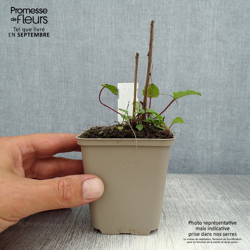 Esemplare di Campanula rapunculoides - Campanula serpeggiante Vasetto da 8/9 cm consegnato in estate