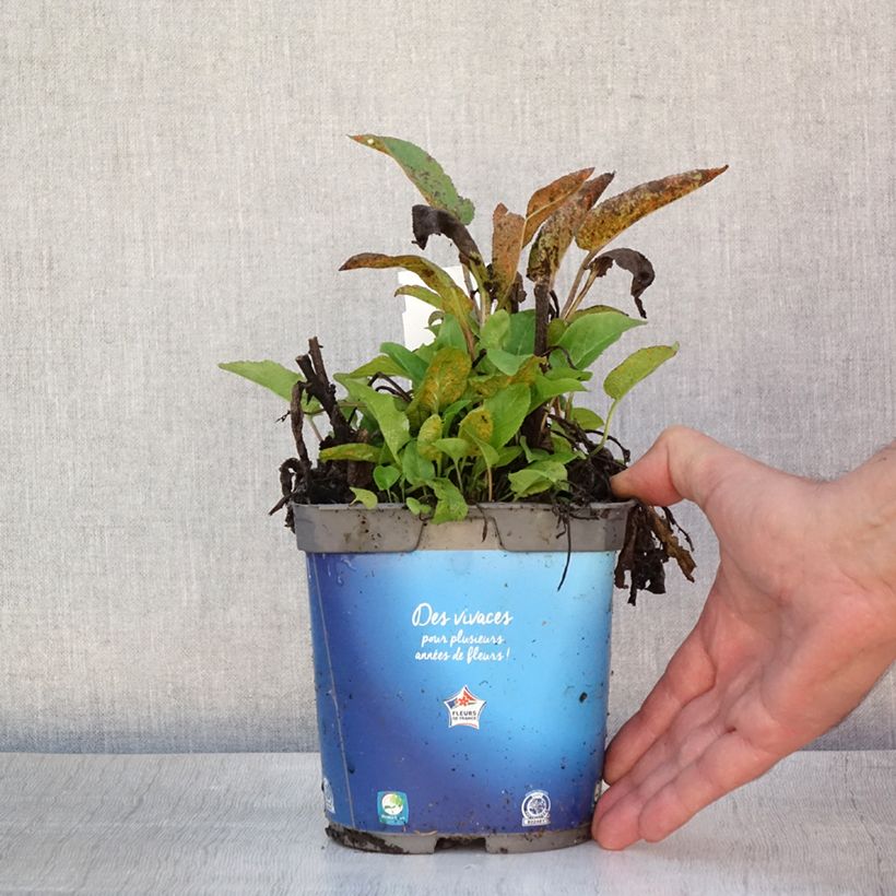 Esemplare di Campanula glomerata Superba - Campanula agglomerata Vaso da 2L/3L consegnato in estate