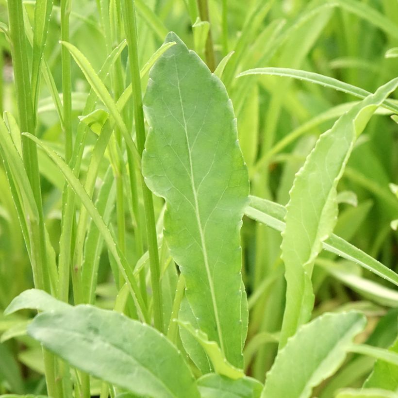 Campanula persicifolia - Campanula con foglie di pesco (Fogliame)