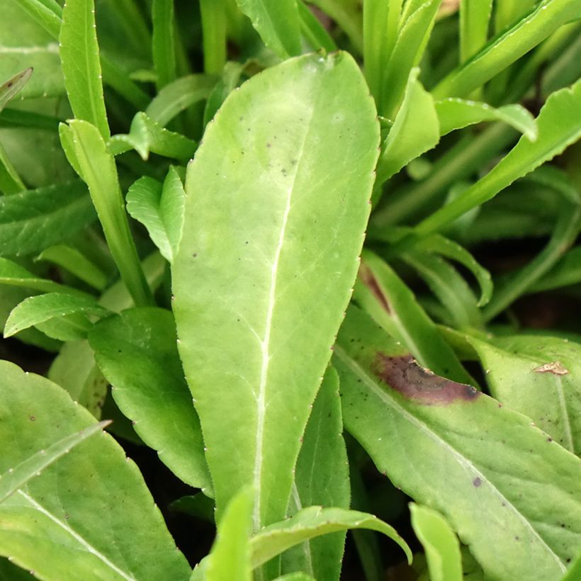 Campanula persicifolia - Campanula con foglie di pesco (Fogliame)