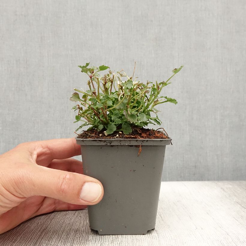Esemplare di Campanula Royal Wave Vasetto da 8/9 cm consegnato in estate