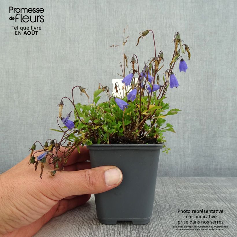 Esemplare di Campanula cochleariifolia Bavaria Blue - Campanula dei ghiaioni Vasetto da 8/9 cm consegnato in estate