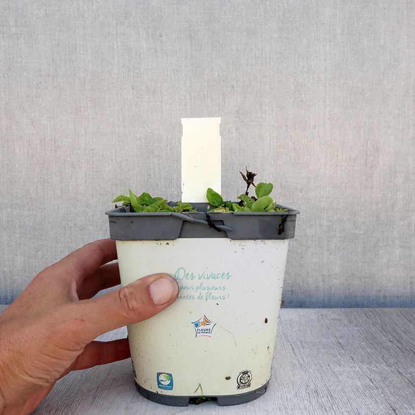 Esemplare di Campanula glomerata Alba - Campanula agglomerata Vaso da 2L/3L consegnato in estate