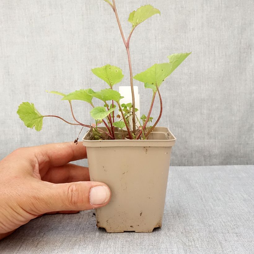 Esemplare di Campanula Kent Belle Vasetto da 8/9 cm consegnato in estate
