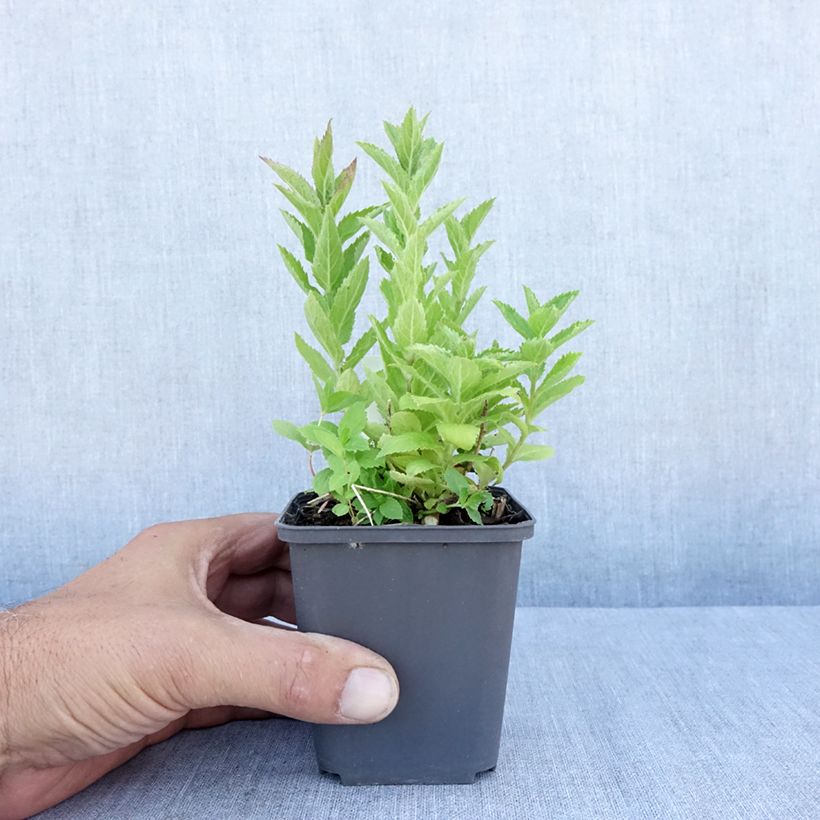 Esemplare di Campanula lactiflora Vasetto da 8/9 cm consegnato in estate