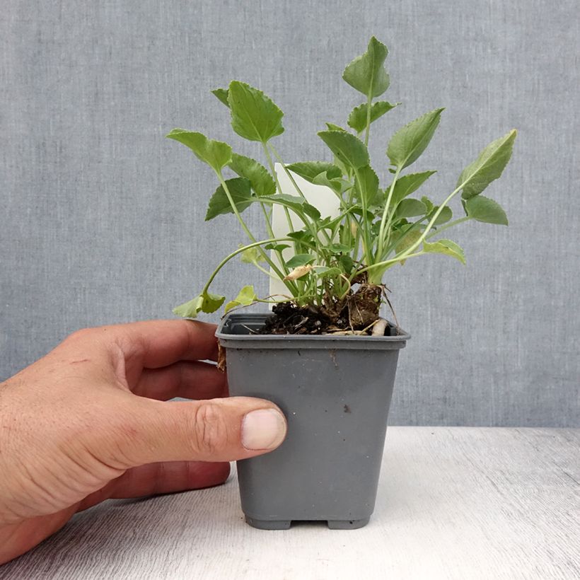 Esemplare di Campanula pyramidalis Alba - Campanula adriatica Vasetto da 8/9 cm consegnato in estate