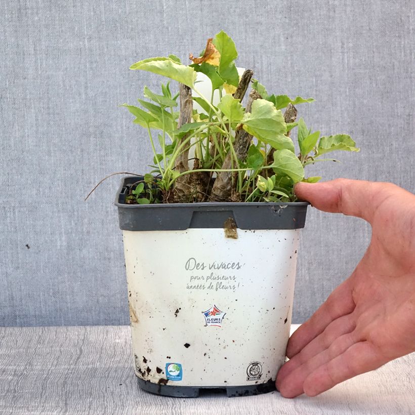 Esemplare di Campanula pyramidalis Alba - Campanula adriatica Vaso da 2L/3L consegnato in estate
