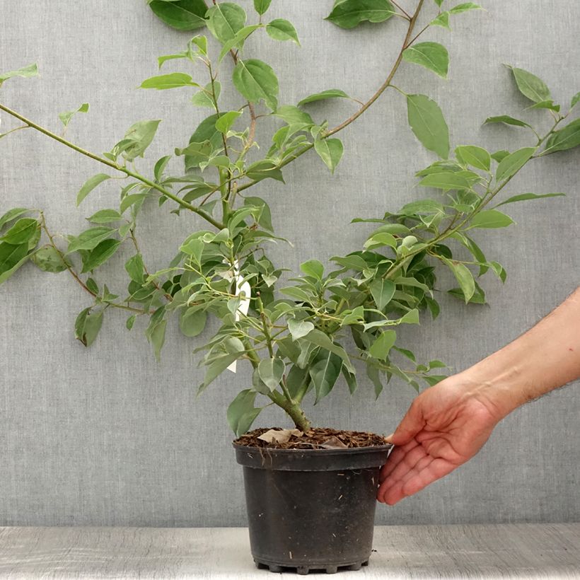 Esemplare di Cinnamomum camphora - Canfora Vaso da 2L/3L consegnato in estate