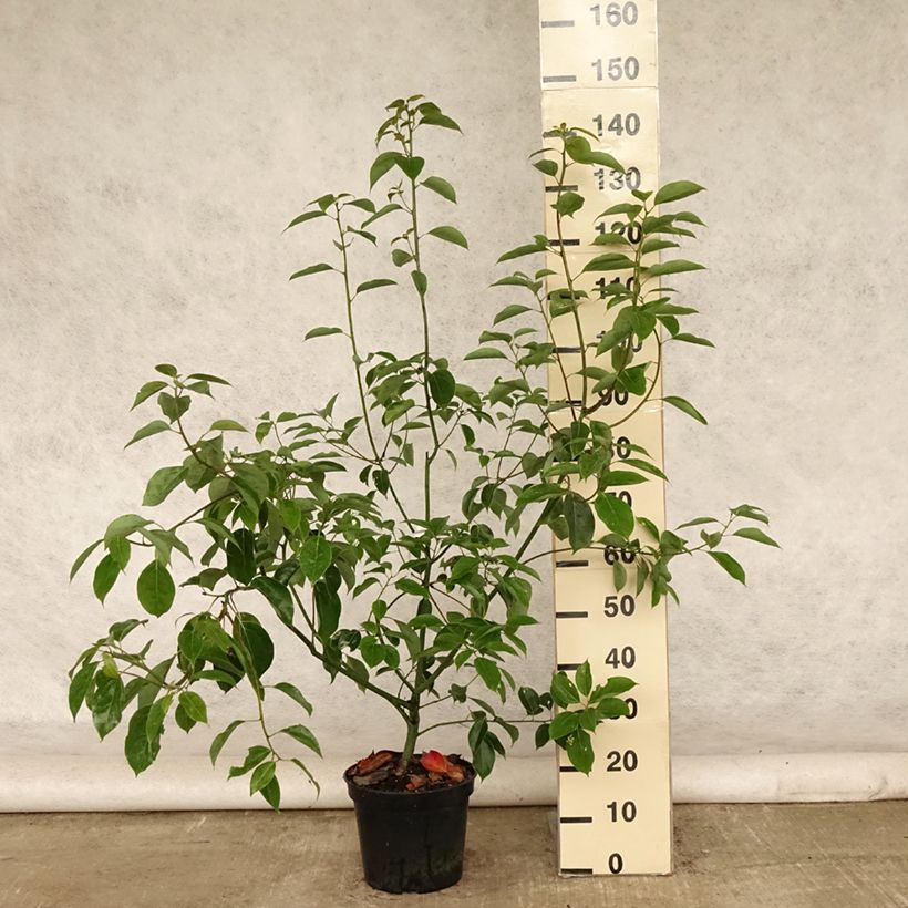 Esemplare di Cinnamomum camphora - Canfora Vaso da 7,5L/10L consegnato in estate