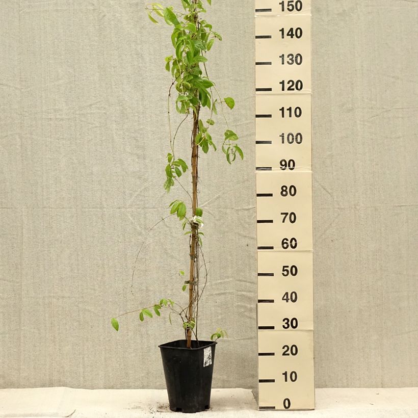 Esemplare di Campsis capreolata - Bignone à vrilles Vaso da 6L/7L consegnato in estate