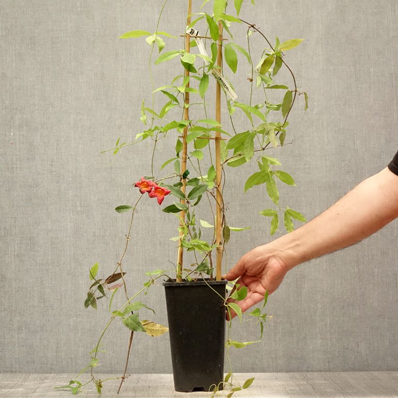 Esemplare di Campsis capreolata Tangerine Beauty Vaso da 2L/3L consegnato in estate
