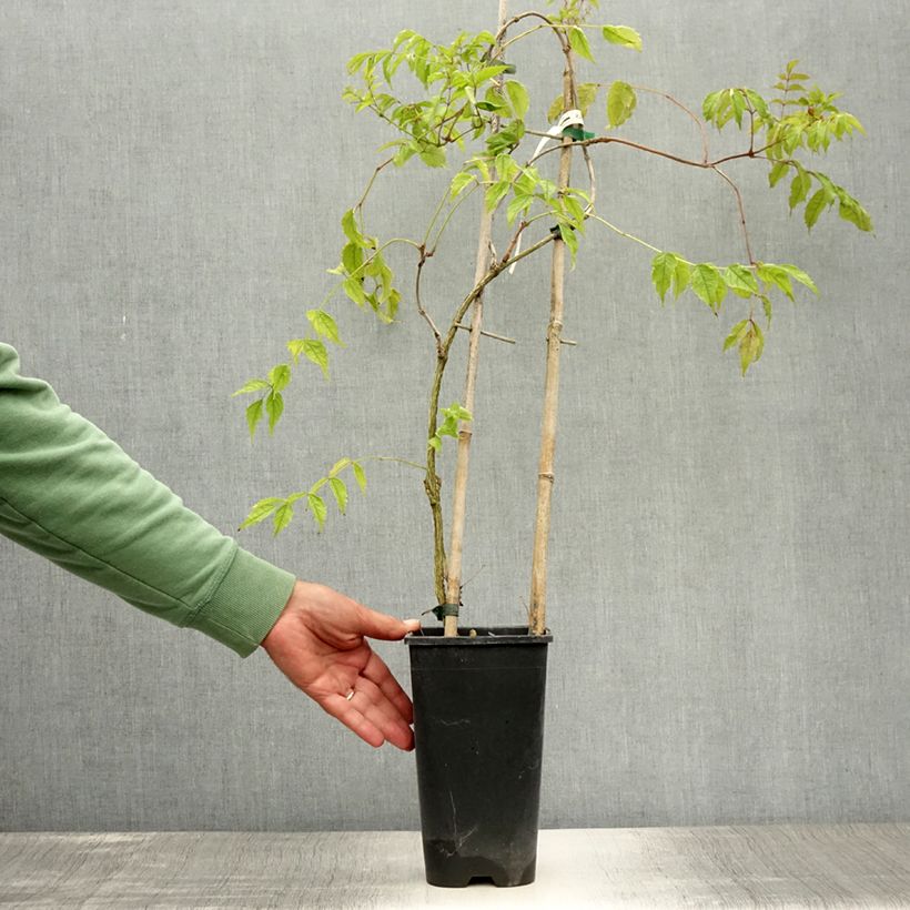 Esemplare di Campsis radicans Flamenco - Bignonia Vaso da 2L/3L consegnato in estate