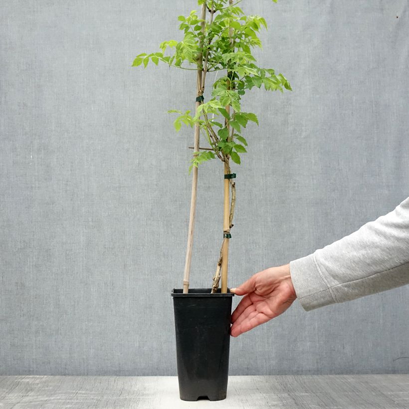 Esemplare di Campsis radicans Judy - Bignonia Vaso da 2L/3L consegnato in estate