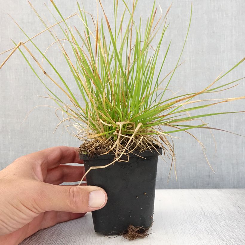 Esemplare di Deschampsia caespitosa Northern Lights Vasetto da 8/9 cm consegnato in estate