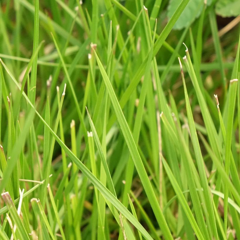 Deschampsia caespitosa Tauträger (Fogliame)
