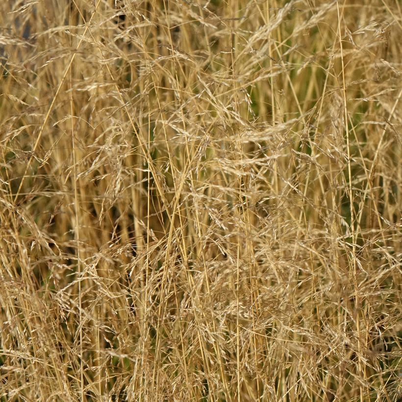 Deschampsia caespitosa Vivipara (Fioritura)