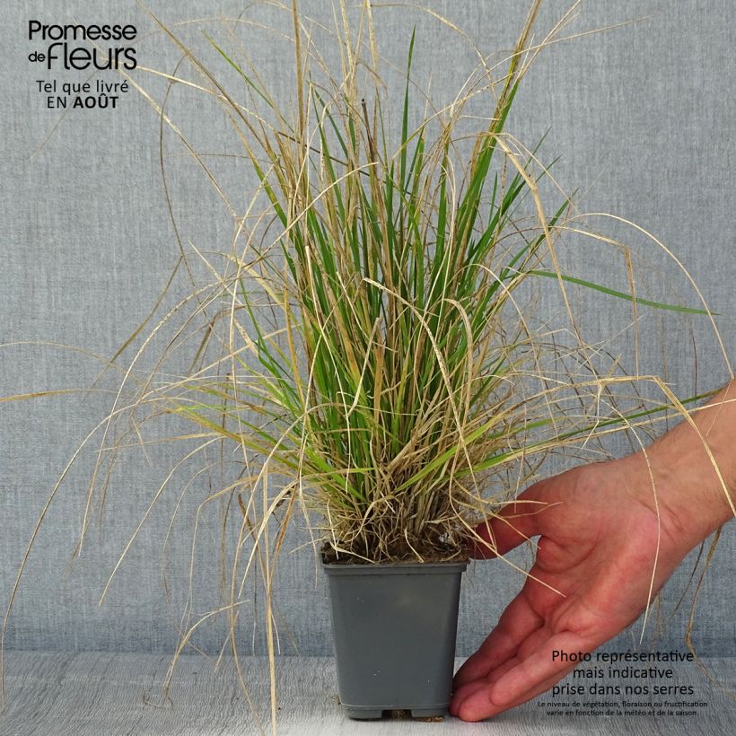 Esemplare di Deschampsia caespitosa Vivipara Vasetto da 8/9 cm consegnato in estate