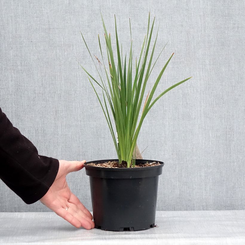 Dierama igneum Vaso da 2L/3L esemplare consegnato in inverno