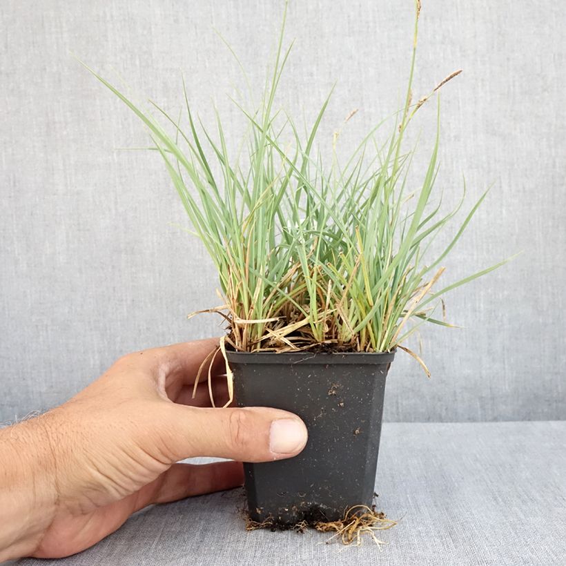 Esemplare di Carex atrata - Carice abbronzata Vasetto da 8/9 cm consegnato in estate