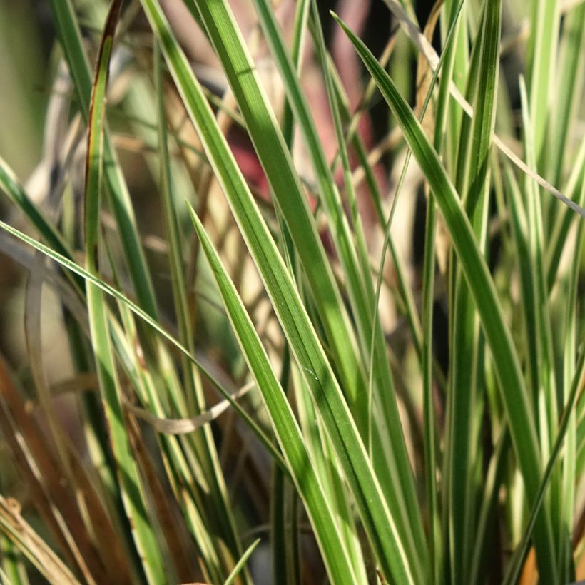 Carex brunnea Aureovariegata (Fogliame)