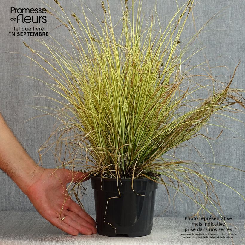 Esemplare di Carex brunnea Jenneke Vaso da 2L/3L consegnato in estate