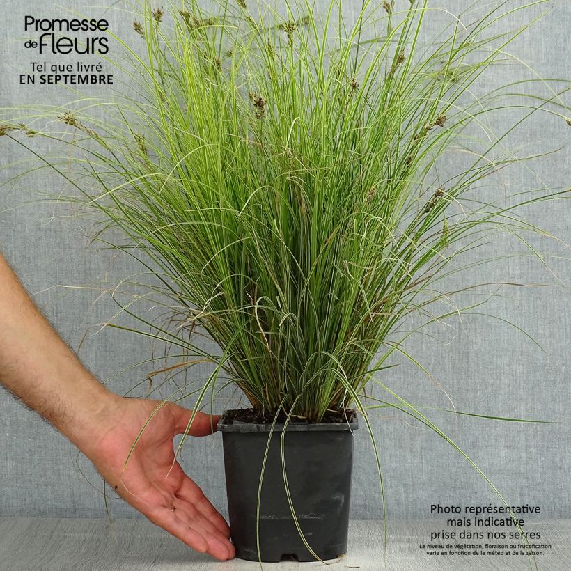 Esemplare di Carex brunnea Variegata Vaso da 2L/3L consegnato in estate