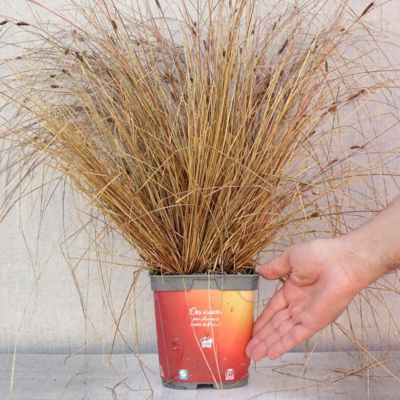 Esemplare di Carex buchananii - Carice di Buchanan Vaso da 2L/3L consegnato in estate