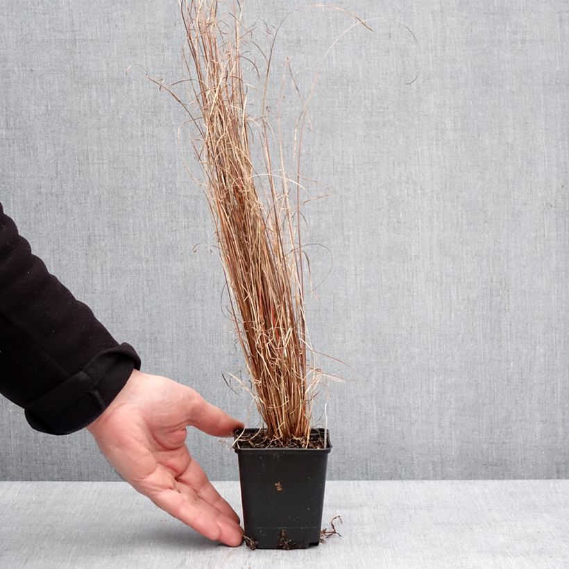 Carex buchananii Red Rooster - Carice di Buchanan Vasetto da 8/9 cm esemplare consegnato in inverno
