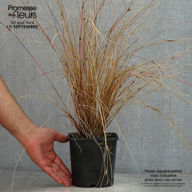 Esemplare di Carex buchananii Red Rooster - Carice di Buchanan Vaso da 2L/3L consegnato in estate