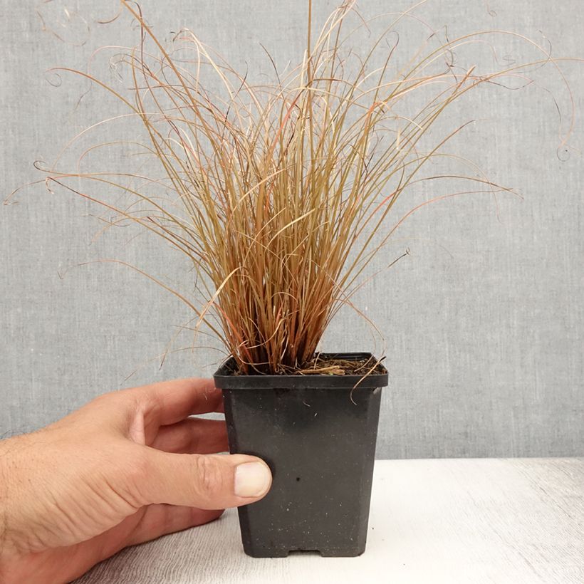 Esemplare di Carex comans Bronco Vasetto da 8/9 cm consegnato in estate