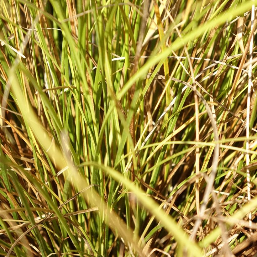 Carex comans Phoenix Green (Fogliame)