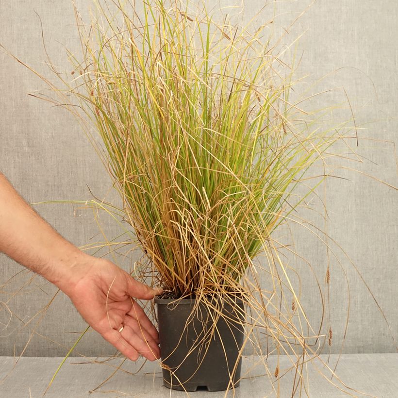 Esemplare di Carex comans Phoenix Green Vaso da 1,5L/2L consegnato in estate